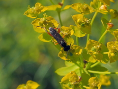 Macrophya diversipes
