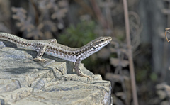 Podarcis erhardii riveti