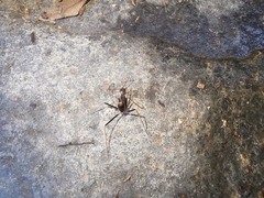 Leptomyrmex rothneyi