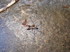 Leptomyrmex rothneyi