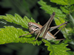 Pholidoptera pustulipes