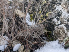 Jurinea stoechadifolia