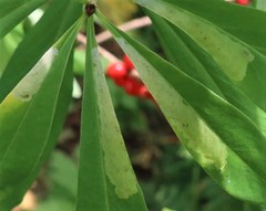 Liriomyza approximata
