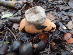 Myriostoma australianum