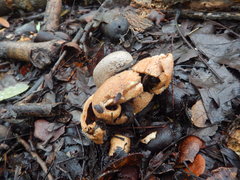 Myriostoma australianum