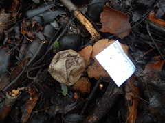 Myriostoma australianum