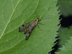 Panorpa connexa