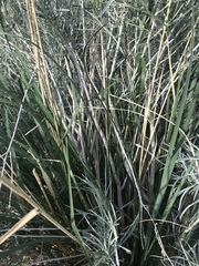 Thinopyrum obtusiflorum