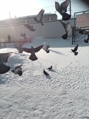 Columba livia domestica