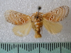 Pseudanapaea denotata