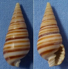 Pyramidella dolabrata