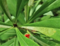 Liriomyza approximata