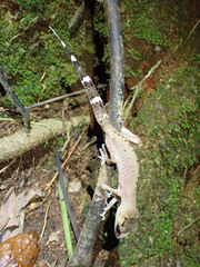 Carphodactylus laevis