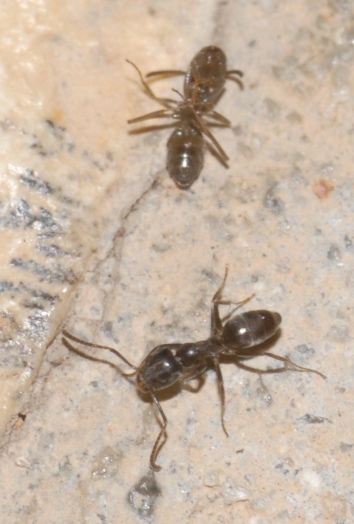 Tapinoma darioi