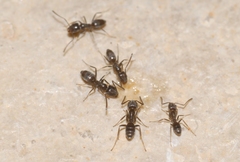Tapinoma darioi