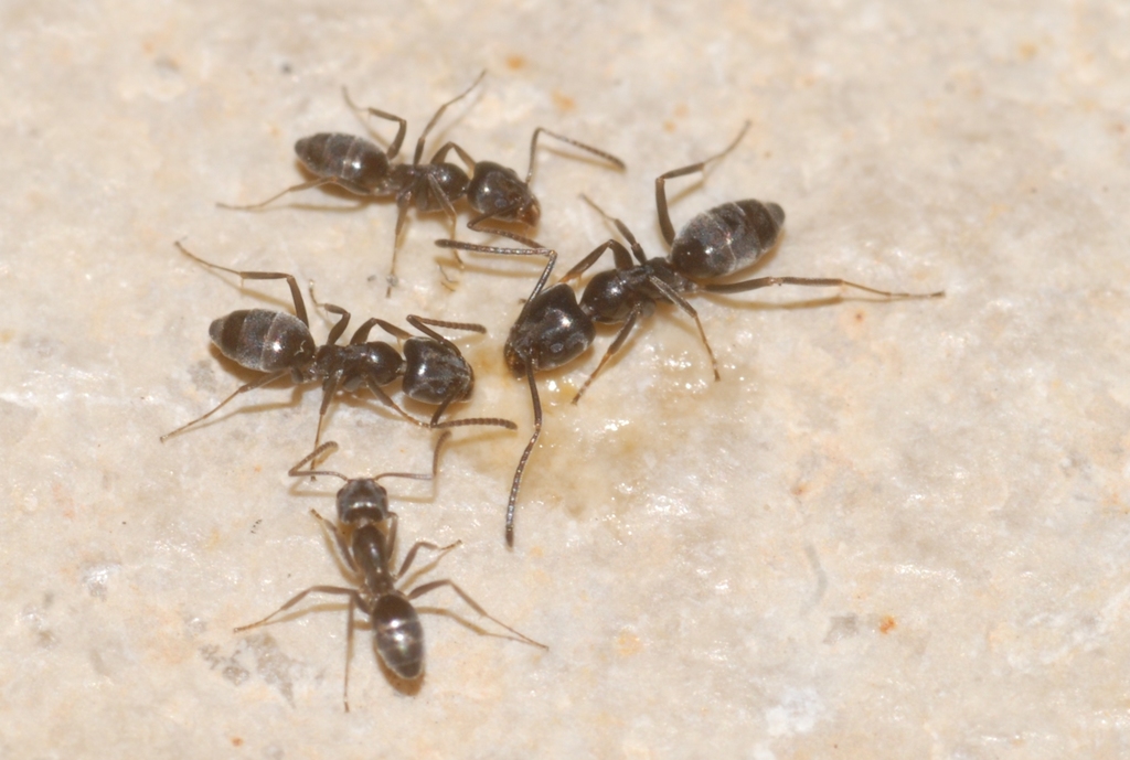 Tapinoma darioi