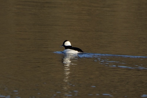 Bufflehead photographed in Arkansas