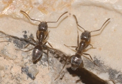 Tapinoma darioi
