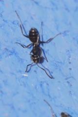 Tapinoma darioi