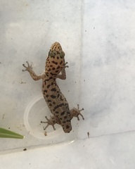 Dixonius