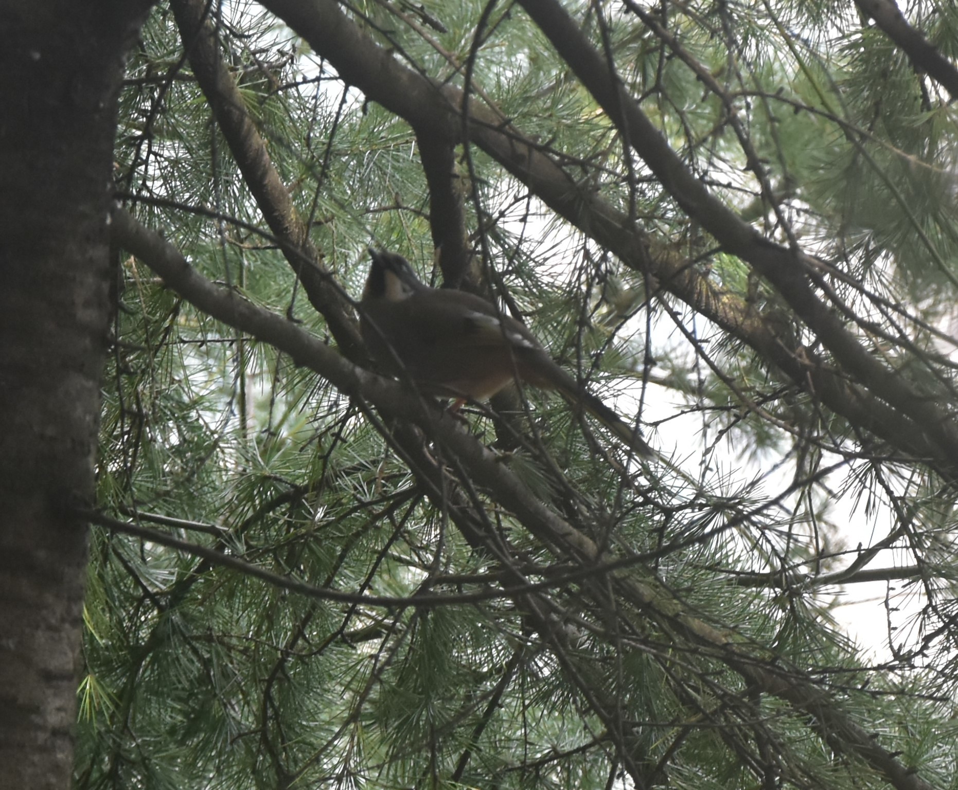 Variegated Laughingthrush