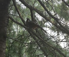 Trochalopteron variegatum