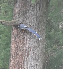 Urocissa flavirostris