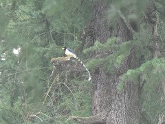 Urocissa flavirostris