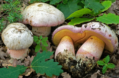 Rubroboletus pulchrotinctus