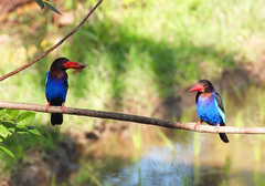 Halcyon cyanoventris