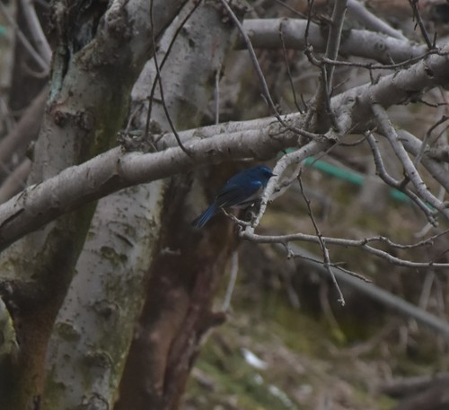 Himalayan Bluetail (Tarsiger rufilatus), photo 8