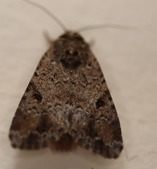 Spodoptera exempta
