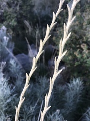 Thinopyrum obtusiflorum