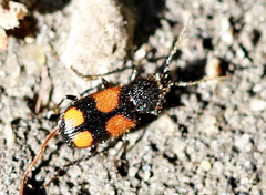 Panagaeus bipustulatus