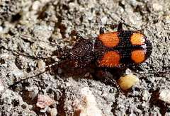 Panagaeus bipustulatus