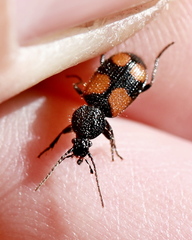 Panagaeus bipustulatus