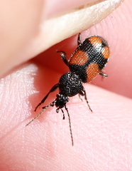 Panagaeus bipustulatus