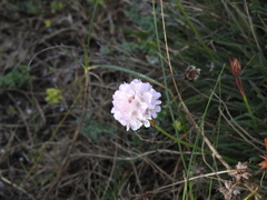 Armeria welwitschii
