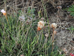 Armeria welwitschii