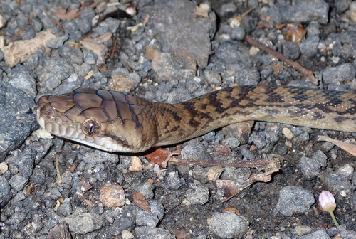 Australian Scrub Python sighting