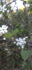 Amygdaloideae