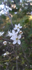 Amygdaloideae