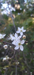 Amygdaloideae