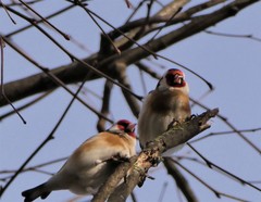 Carduelis carduelis