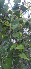 Amygdaloideae
