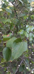 Amygdaloideae