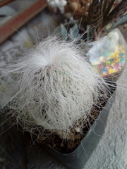 Cephalocereus senilis