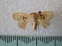 Ecnomoctena