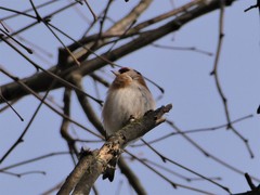Carduelis carduelis