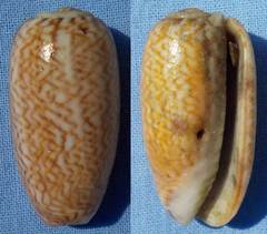 Oliva mustelina